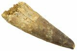 Fossil Spinosaurus Tooth - Real Dinosaur Tooth #344540-1